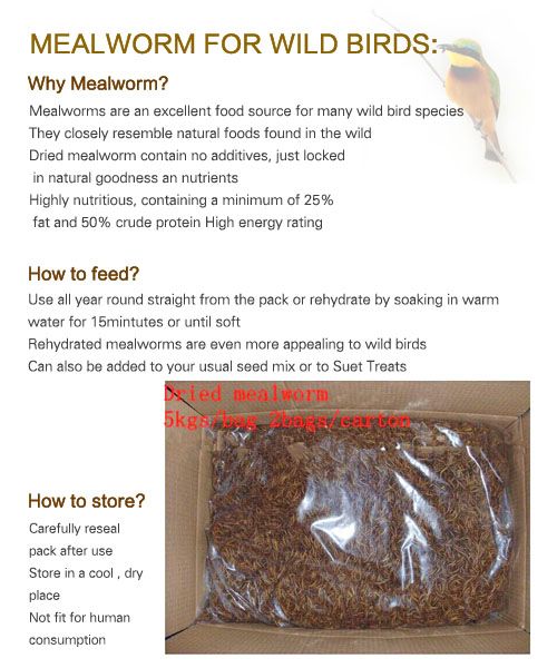 Dried Mealworms